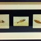 bespoke picture framing 3d object fish