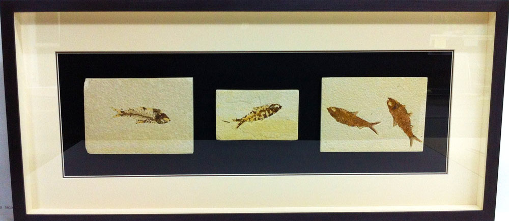 bespoke picture framing 3d object fish