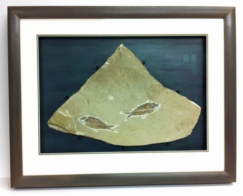 bespoke picture framing 3d objects fish fossil