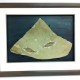bespoke picture framing 3d objects fish fossil