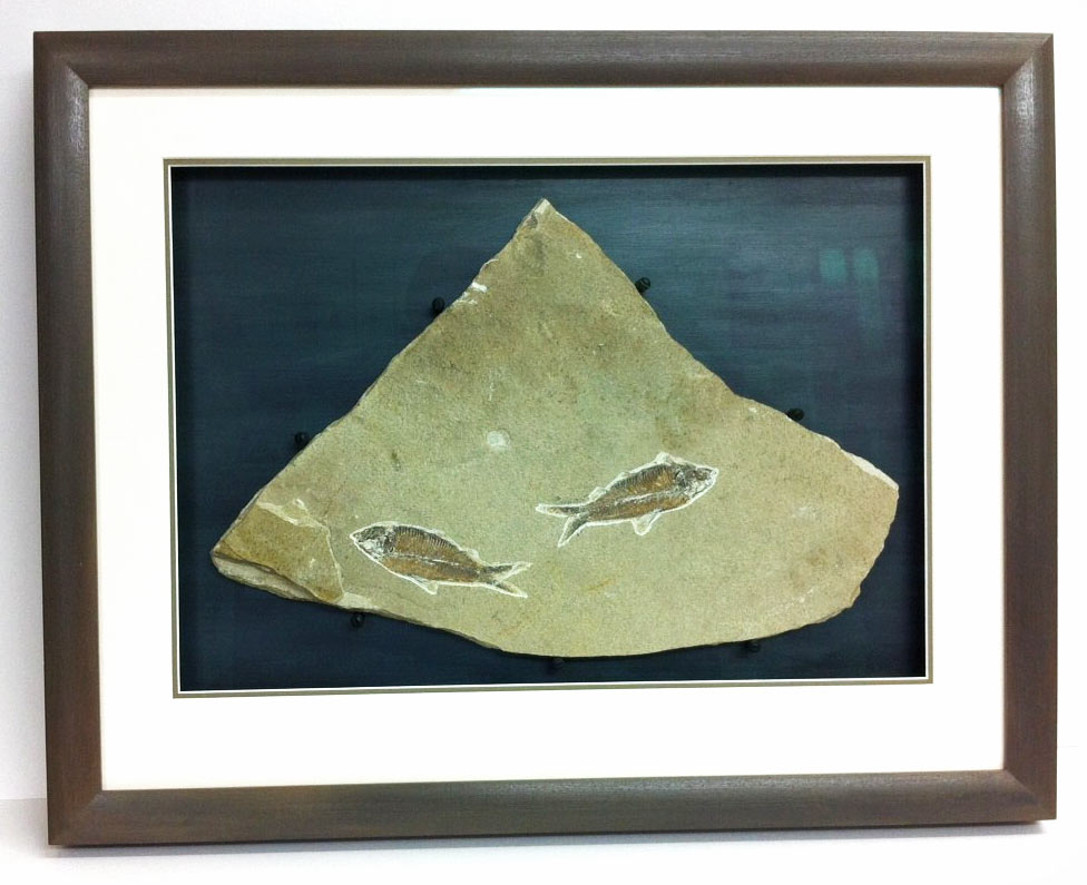 bespoke picture framing 3d objects fish fossil